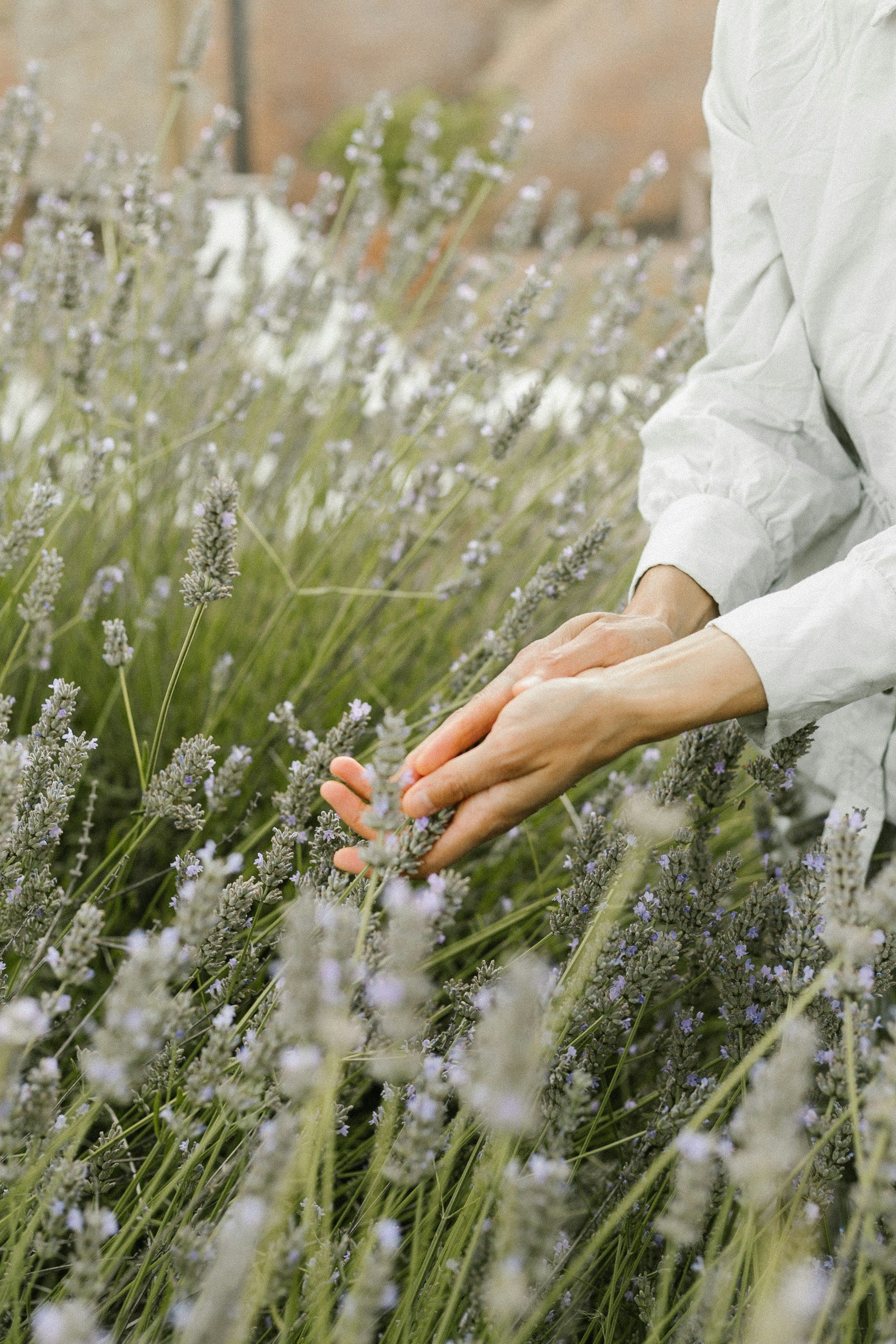 Person wearing a white shirt touching herbs and flowers in a field